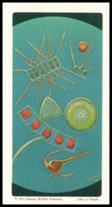 71BBEO 23 Vegetable Plankton.jpg
